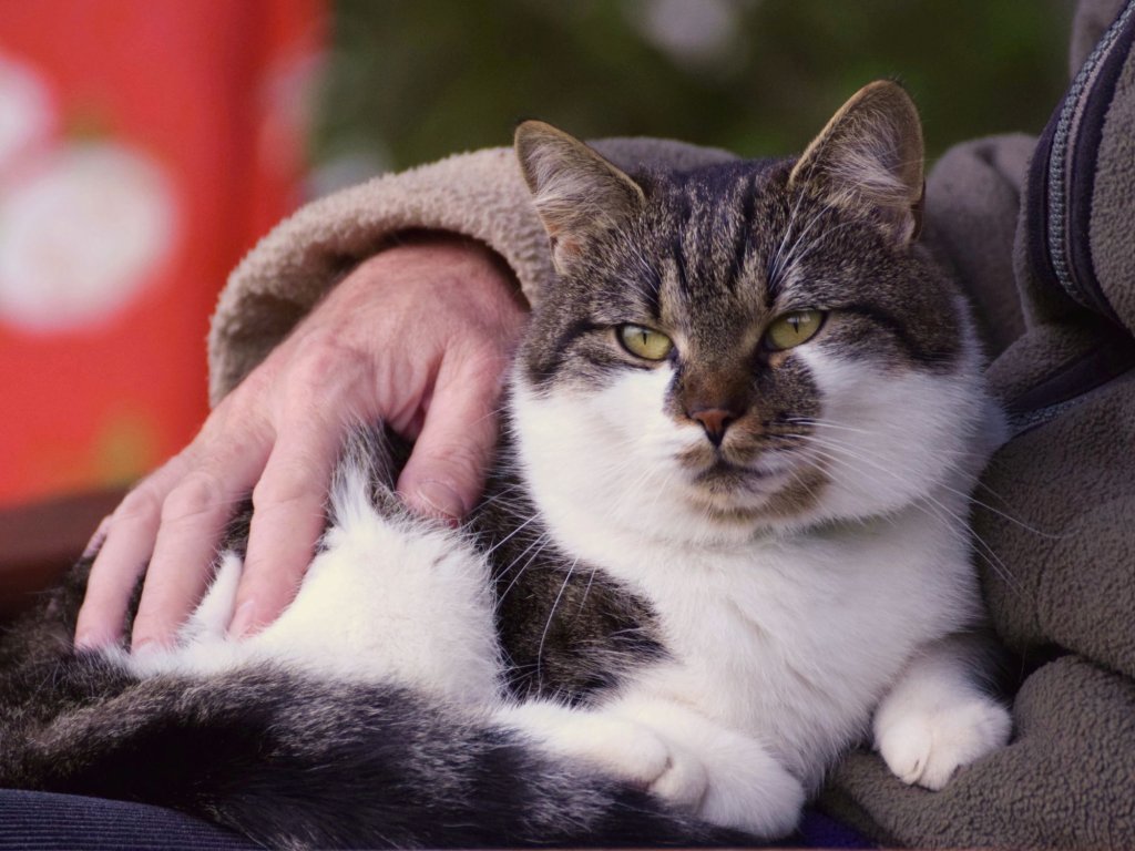 elderly-person-petting-cat